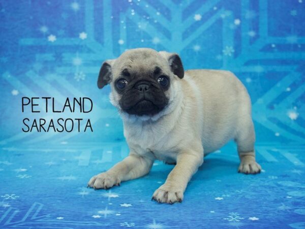 Pug-DOG-Female-FAWN-24440-Dream Tails Sarasota, Florida