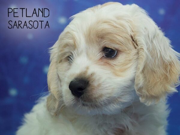 Cava Chon-DOG-Male-BLENHEIM WHTE-24439-Dream Tails Sarasota, Florida