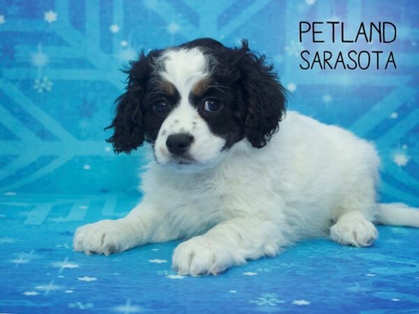 Cava Chon-DOG-Female-TRI-24438-Dream Tails Sarasota, Florida