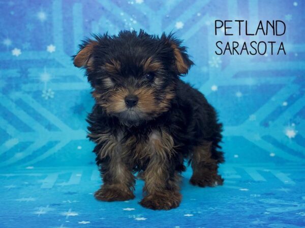 Yorkie Chon-DOG-Male-BLACK TAN-24437-Dream Tails Sarasota, Florida