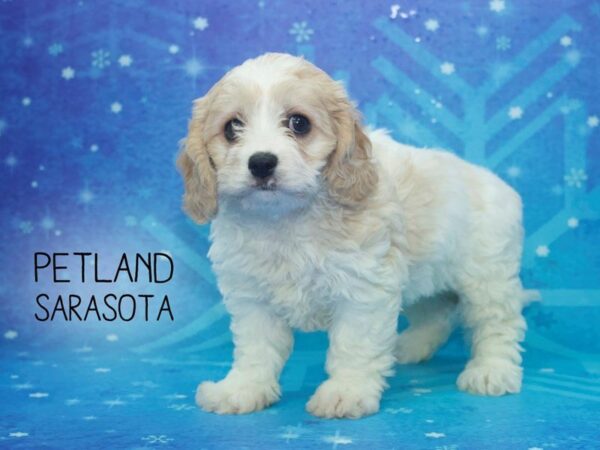 Cava Chon-DOG-Female-BLENHEIM-24436-Dream Tails Sarasota, Florida