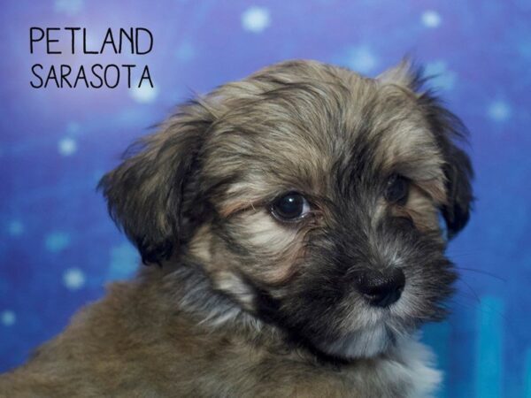 Havanese-DOG-Male-BRINDLE WHITE-24435-Dream Tails Sarasota, Florida