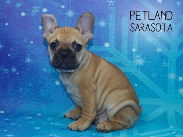 French Bulldog-DOG-Male-FAWN-24434-Dream Tails Sarasota, Florida
