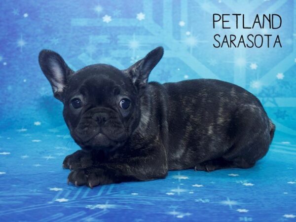 French Bulldog-DOG-Female-BLACK BRINDLE-24433-Dream Tails Sarasota, Florida
