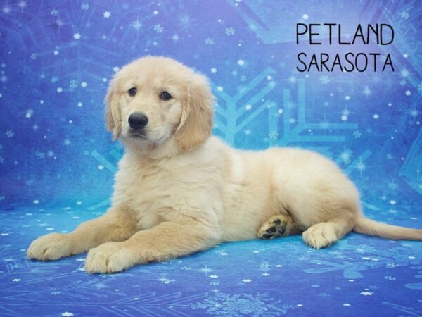Golden Retriever-DOG-Female-GOLDEN-24432-Dream Tails Sarasota, Florida