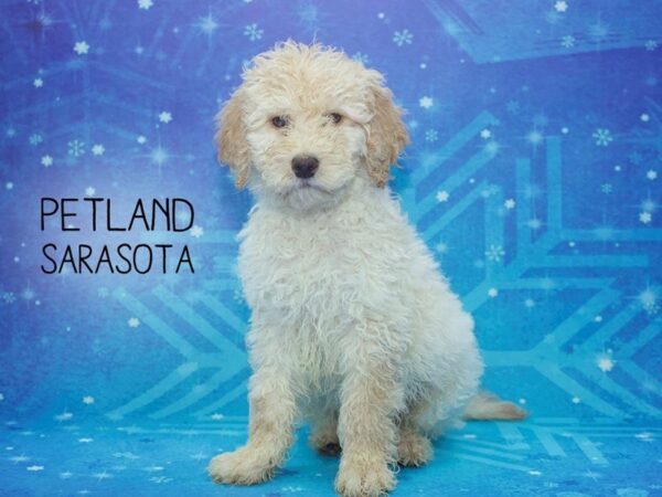 F2 STANDARD GOLDENDOODLE-DOG-Male-Golden-24431-Dream Tails Sarasota, Florida