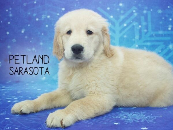 Golden Retriever-DOG-Male-Golden-24430-Dream Tails Sarasota, Florida