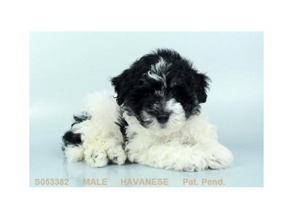Havanese-DOG-Male-WH-24462-Dream Tails Sarasota, Florida