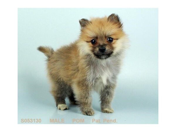 Pomeranian-DOG-Male-RD SBL-24463-Dream Tails Sarasota, Florida