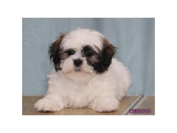 Shih Tzu-DOG-Male-White / Brindle-24482-Dream Tails Sarasota, Florida