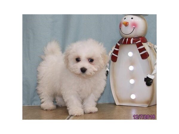 Bichon Frise-DOG-Female-White-24477-Dream Tails Sarasota, Florida