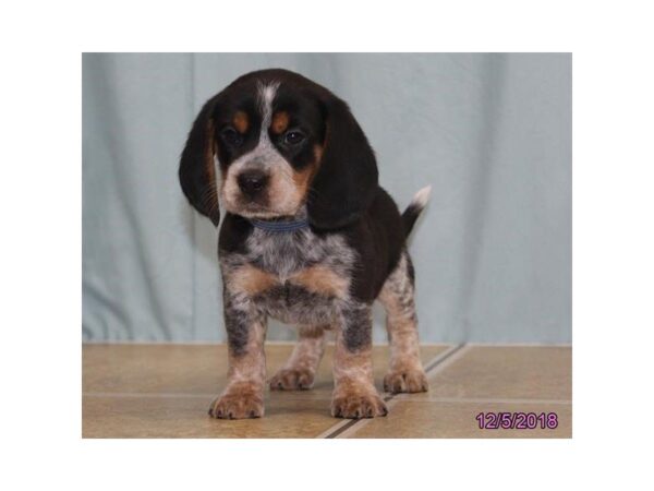 Beagle-DOG-Male-Black White / Tan-24476-Dream Tails Sarasota, Florida