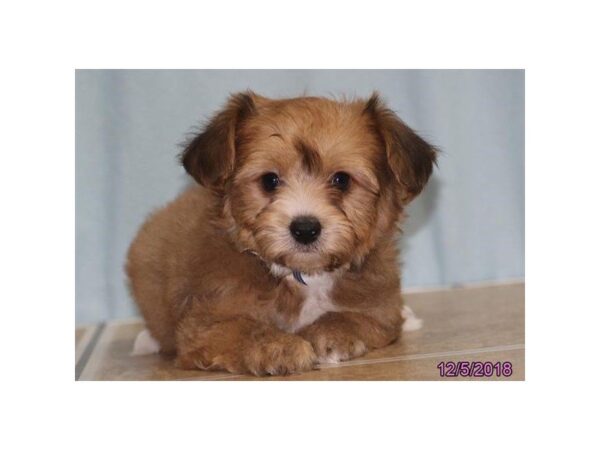 Yochon-DOG-Male-Brown Sable-24483-Dream Tails Sarasota, Florida