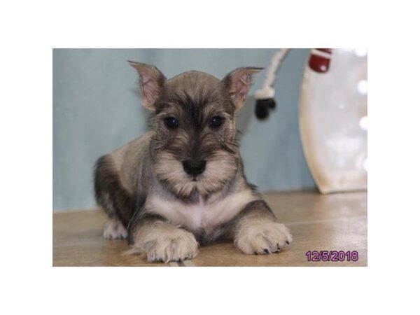 Miniature Schnauzer-DOG-Male-Salt / Pepper-24481-Dream Tails Sarasota, Florida