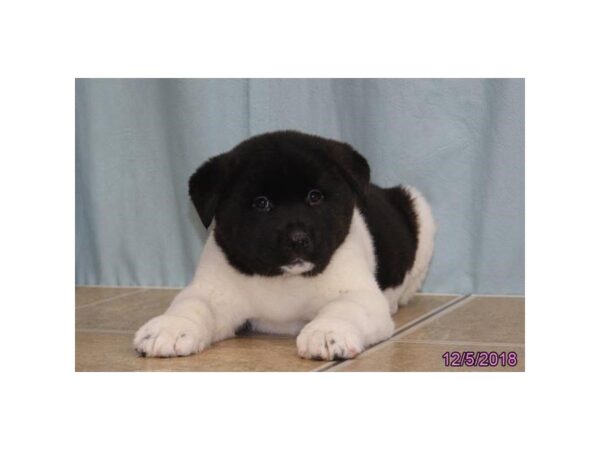 Akita-DOG-Male-Black / White-24475-Dream Tails Sarasota, Florida