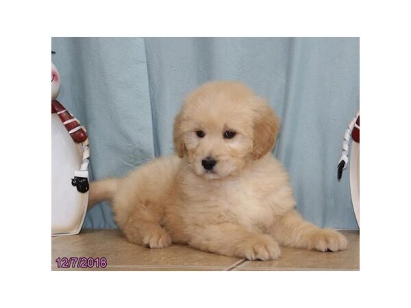 Goldendoodle-DOG-Male-Golden-24487-Dream Tails Sarasota, Florida