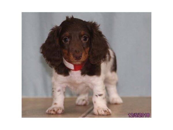 Dachshund-DOG-Female-Chocolate / White-24478-Dream Tails Sarasota, Florida