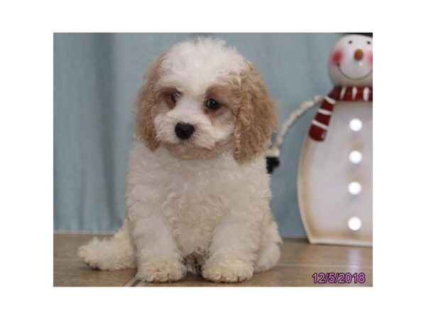 Cavachon-DOG-Male-White / Blenheim-24484-Dream Tails Sarasota, Florida