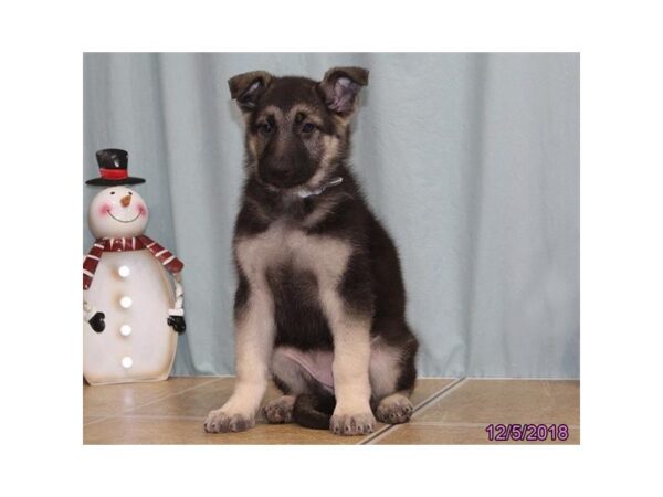 German Shepherd Dog-DOG-Female-Black / Tan-24485-Dream Tails Sarasota, Florida