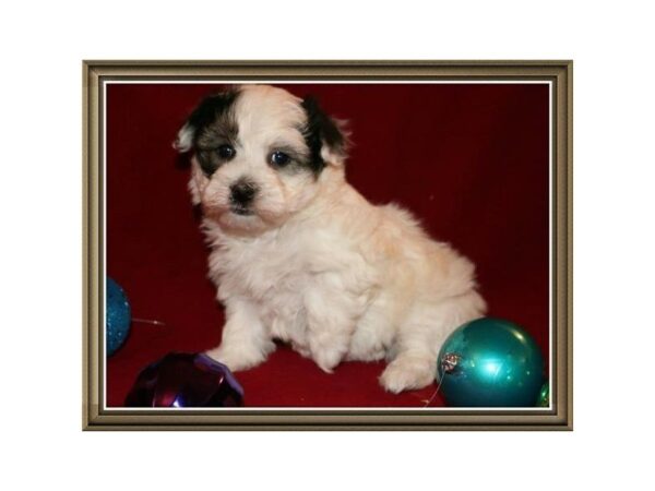 Havanese-DOG-Female-White-24488-Dream Tails Sarasota, Florida