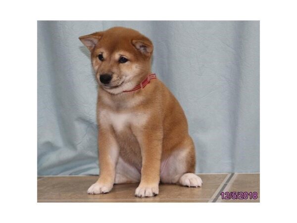 Shiba Inu-DOG-Female-Red Sesame-24489-Dream Tails Sarasota, Florida