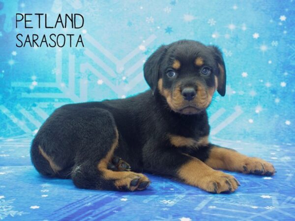 Rottweiler-DOG-Male-Black Tan-24465-Dream Tails Sarasota, Florida