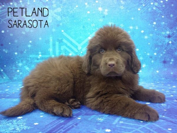 Newfoundland-DOG-Female-Chocolate-24466-Dream Tails Sarasota, Florida