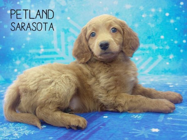 Miniature Goldendoodle 2nd Gen-DOG-Male-GOLDEN-24467-Dream Tails Sarasota, Florida