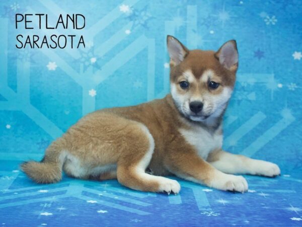 Shiba Inu-DOG-Female-RED-24468-Dream Tails Sarasota, Florida