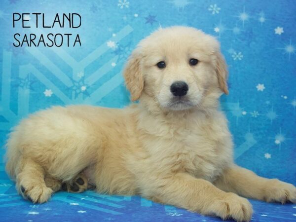 Golden Retriever-DOG-Male-Golden-24469-Dream Tails Sarasota, Florida