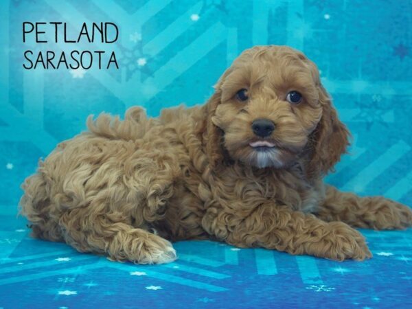 Cockapoo-DOG-Female-RED-24470-Dream Tails Sarasota, Florida