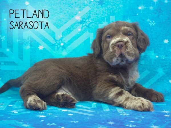 Mini Hippo-DOG-Male-CHOC MERLE-24471-Dream Tails Sarasota, Florida