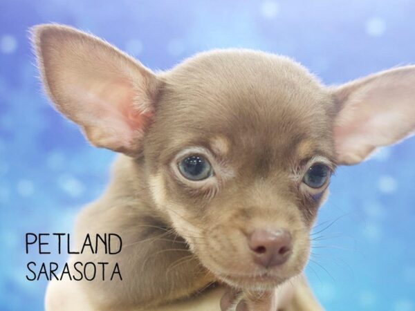 Chihuahua-DOG-Female-CHOC TAN-24472-Dream Tails Sarasota, Florida