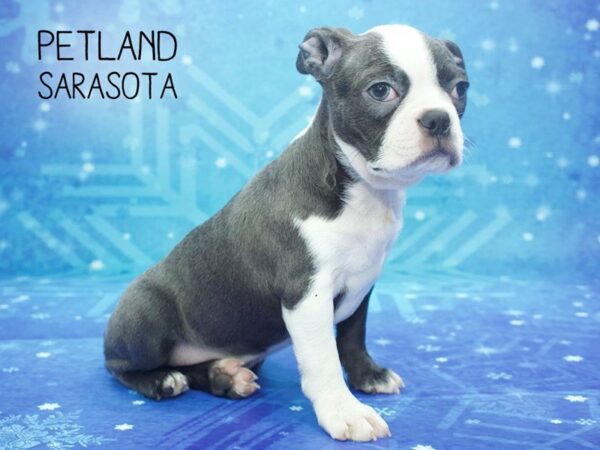 Boston Terrier-DOG-Male-Blue White-24473-Dream Tails Sarasota, Florida