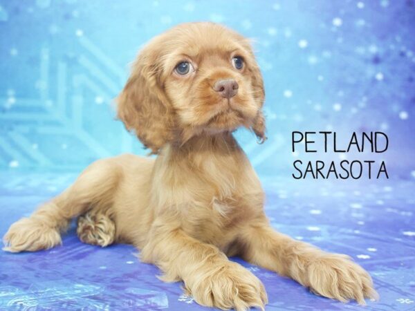 Cocker Spaniel-DOG-Female-BUFF-24474-Dream Tails Sarasota, Florida