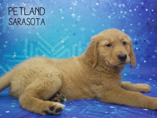 Golden Retriever-DOG-Female-Golden-24480-Dream Tails Sarasota, Florida