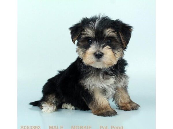 Morkie-DOG-Male-BLK & TN-24496-Dream Tails Sarasota, Florida