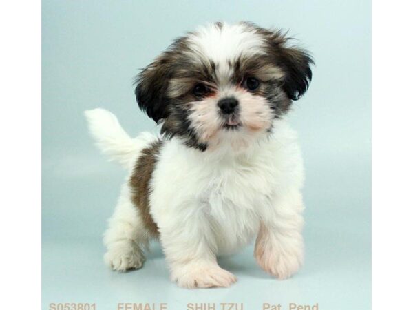 Shih Tzu-DOG-Female-GLD & WH-24492-Dream Tails Sarasota, Florida