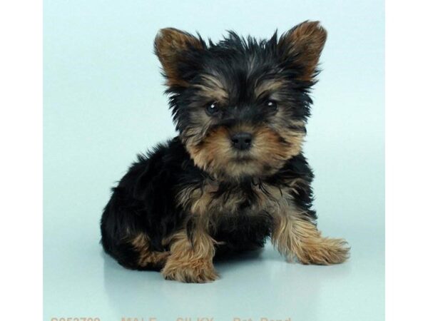 Silky Terrier-DOG-Male-BLK & TN-24493-Dream Tails Sarasota, Florida