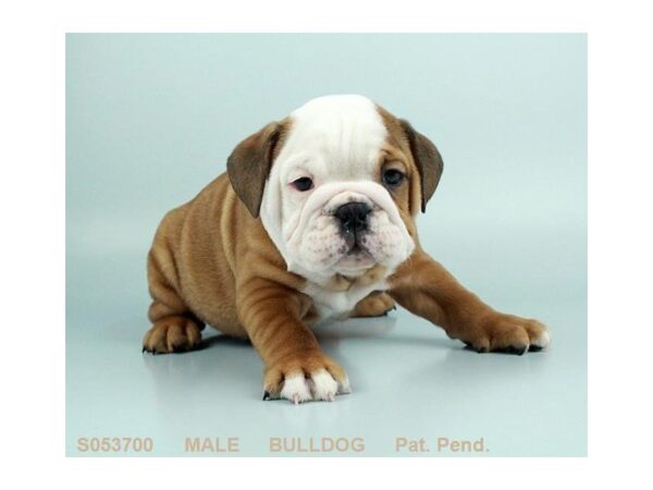 English Bulldog-DOG-Male-RD:WH MKGS-24495-Dream Tails Sarasota, Florida