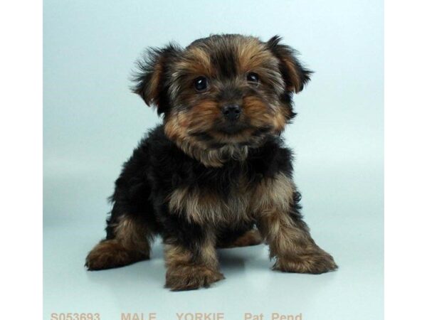 Yorkshire Terrier-DOG-Male-BLK & TN-24494-Dream Tails Sarasota, Florida
