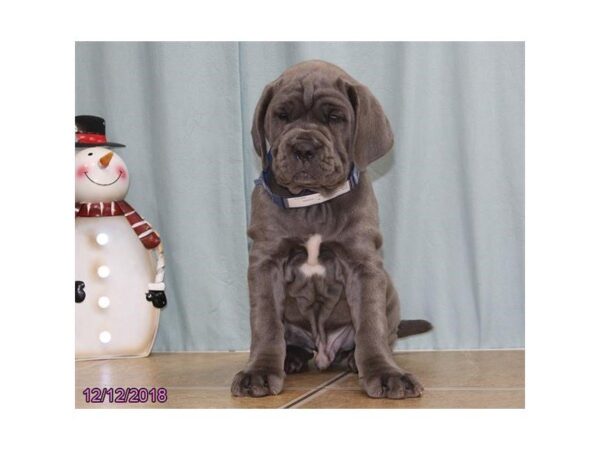 Neapolitan Mastiff-DOG-Male-Blue-24512-Dream Tails Sarasota, Florida