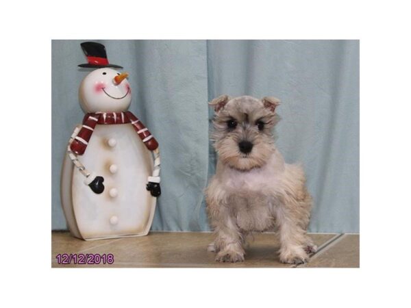 Miniature Schnauzer-DOG-Female-Salt / Pepper-24511-Dream Tails Sarasota, Florida