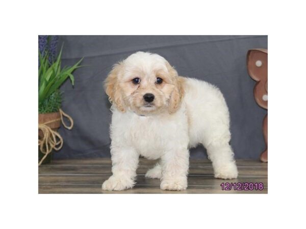 Cavapoo-DOG-Male-Blenheim-24518-Dream Tails Sarasota, Florida