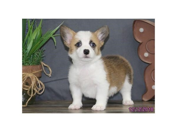Pembroke Welsh Corgi-DOG-Female-Red / White-24513-Dream Tails Sarasota, Florida