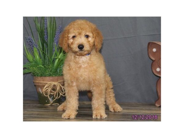 Miniature Goldendoodle 2nd Gen-DOG-Male-Apricot-24515-Dream Tails Sarasota, Florida