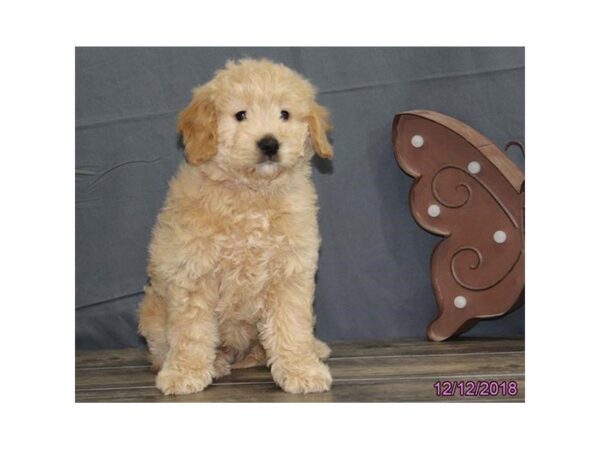 Miniature Goldendoodle-DOG-Female-Golden-24516-Dream Tails Sarasota, Florida
