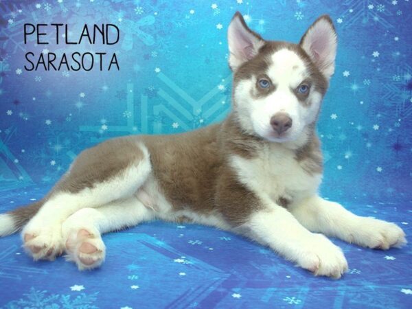 Siberian Husky-DOG-Male-red white-24497-Dream Tails Sarasota, Florida