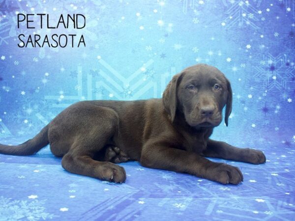 Labrador Retriever-DOG-Female-choclate-24499-Dream Tails Sarasota, Florida