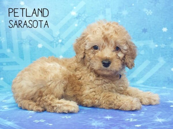 F2 MINI GOLDENDOODLE-DOG-Male-RED-24500-Dream Tails Sarasota, Florida